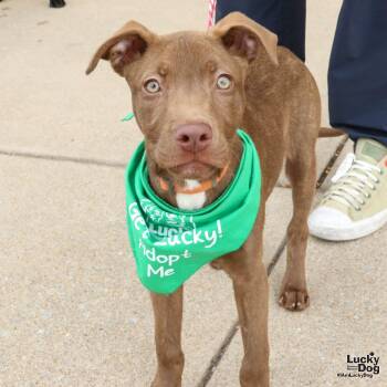 Rescue Labrador Retriever and Retriever Dogs for Adoption in Washington, District Of Columbia - Lavina | PetCurious