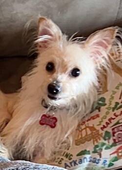 Yorkshire Terrier Dogs Available for Adoption in Tulsa, Oklahoma - Angel Bee | PetCurious