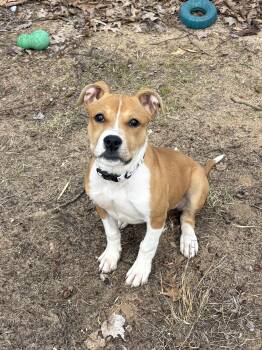 Mixed Breed Dogs Available for Adoption in Big Rapids, Michigan - Harpy | PetCurious