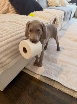 Ricky -  Weimaraner Dog for Adoption in Great Falls, Montana - Ricky | PetCurious