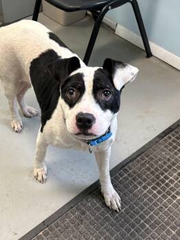 Bonnie -  Pit Bull Terrier Dog for Adoption in Big Rapids, Michigan - Bonnie | PetCurious