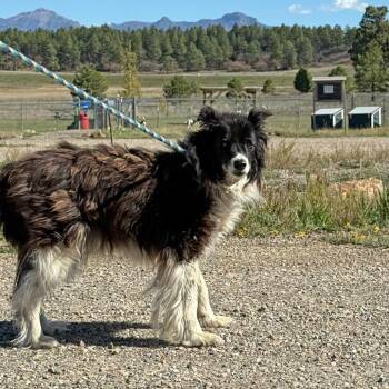 Border Collie Dogs Available for Adoption - Kuli | PetCurious