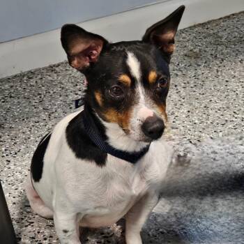 Jack Russell Terrier and Mixed Breed Dogs Available for Adoption in Decherd, Tennessee - Carlos | PetCurious