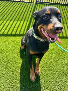 Eragon -  Rottweiler and Cattle Dog Dog for Adoption in Rockwall, Texas - Eragon | PetCurious