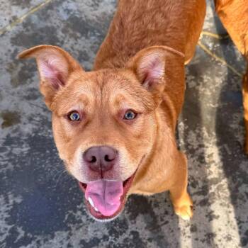 Mixed Breed Dogs Available for Adoption - Louie | PetCurious