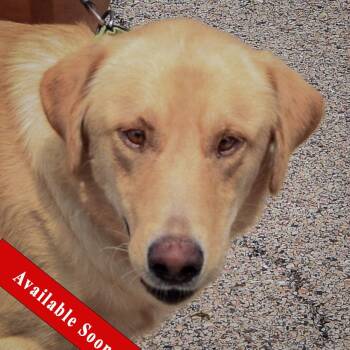 Frank -  Yellow Labrador Retriever Dog for Adoption in Huntley, Illinois - Frank | PetCurious