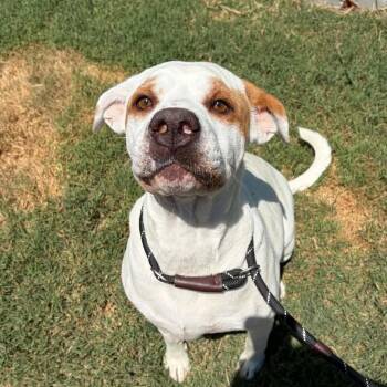 Sundae -  Pit Bull Terrier and Mixed Breed Dog for Adoption in Concord, North Carolina - Sundae | PetCurious