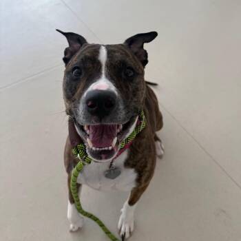 American Staffordshire Terrier and Pit Bull Terrier Dogs Available for Adoption in Warwick, Rhode Island - Zoey | PetCurious