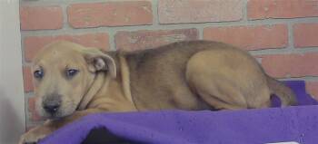 KENZIE -  Labrador Retriever and Mixed Breed Dog for Adoption in Houston, Texas - KENZIE | PetCurious