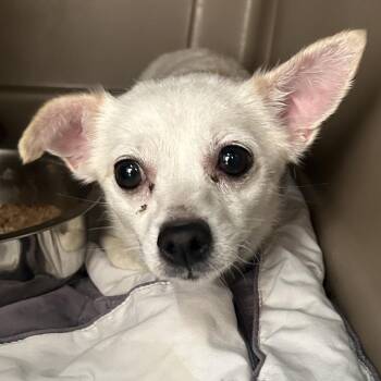 Chihuahua and Mixed Breed Dogs Available for Adoption - STORMI | PetCurious