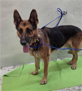 ZEUS -  German Shepherd Dog and Mixed Breed Dog for Adoption in Houston, Texas - ZEUS | PetCurious