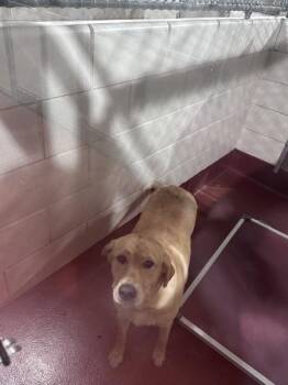 Sky(79) -  Golden Retriever Dog for Adoption in Marietta, Georgia - Sky(79) | PetCurious
