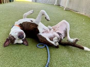*Frito* -  Pit Bull Terrier Dog for Adoption in Salt Lake City, Utah - *Frito* | PetCurious