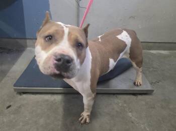 A887670 -  Pit Bull Terrier Dog for Adoption in Camarillo, California - A887670 | PetCurious