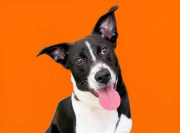 Rescue Parson Russell Terrier Dogs for Adoption in Fort Lauderdale, Florida - KYLO | PetCurious