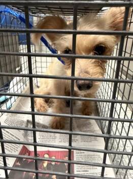 A187126 -  Rat Terrier and Mixed Breed Dog for Adoption in Pasadena, Texas - A187126 | PetCurious
