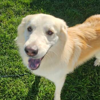Joe -  Yellow Labrador Retriever and Great Pyrenees Dog for Adoption in Plainfield, Illinois - Joe | PetCurious