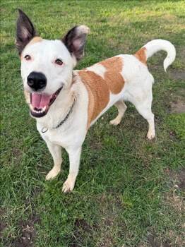 Border Collie and Mixed Breed Dogs Available for Adoption in Conroe, Texas - CHERRY | PetCurious