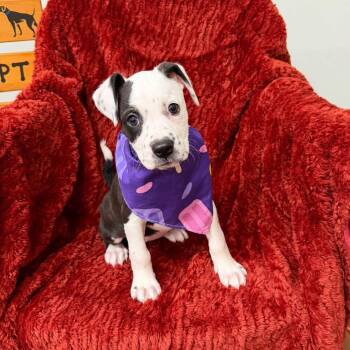 Pink -  Pit Bull Terrier Dog for Adoption in Meridian, Mississippi - Pink | PetCurious