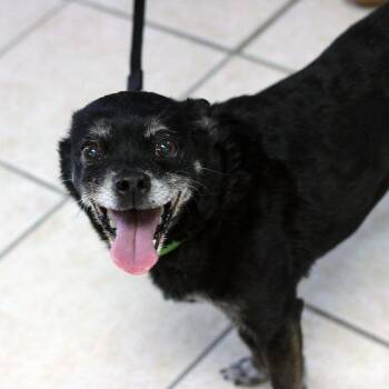 Chihuahua and Mixed Breed Dogs Available for Adoption in Camden, Delaware - Fred | PetCurious