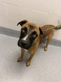 JASZ -  Pit Bull Terrier Dog for Adoption in Indianapolis, Indiana - JASZ | PetCurious