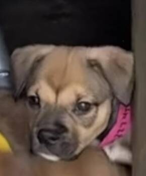 Mixed Breed Dogs Available for Adoption in Copiague, New York - Parsnip | PetCurious