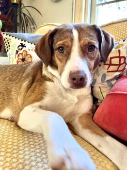 Plus One -  Beagle Dog for Adoption in New York, New York - Plus One | PetCurious