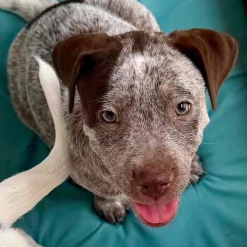 Moon LH -  Shepherd and Plott Hound Dog for Adoption in Austin, Texas - Moon LH | PetCurious
