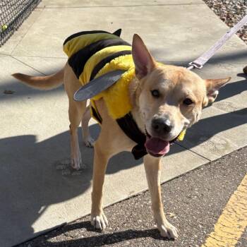 Baby Girl -  Carolina Dog Dog for Adoption in Fenton, Michigan - Baby Girl | PetCurious