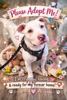 American Bulldog and Labrador Retriever Dogs Available for Adoption in Lynchburg, Tennessee - Bark Twain | PetCurious