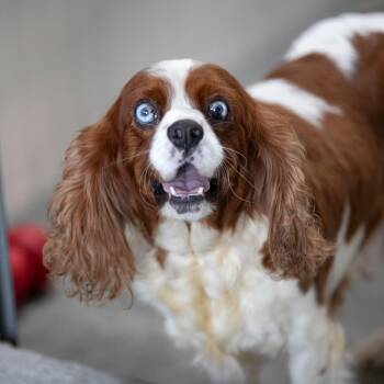 Susan (AG26-89) -  Cavalier King Charles Spaniel Dog for Adoption in Peyton, Colorado - Susan (AG26-89) | PetCurious