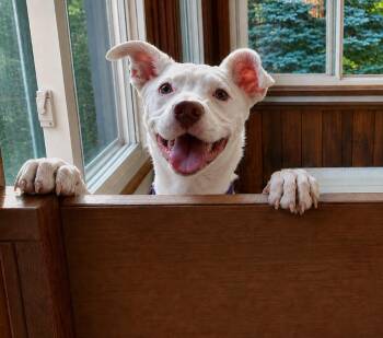 Ary - Local Foster -  Pit Bull Terrier Dog for Adoption in Princeton, Massachusetts - Ary - Local Foster | PetCurious