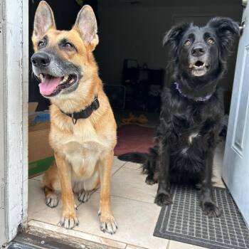 Zo -  Shepherd and Black Labrador Retriever Dog for Adoption in Sarasota, Florida - Zo | PetCurious
