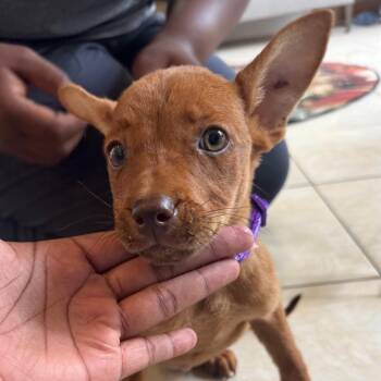 Royalty -  Australian Kelpie and Mixed Breed Dog for Adoption in Washington, Pennsylvania - Royalty | PetCurious