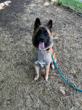 Snickers -  Belgian Shepherd Malinois and Belgian Shepherd Tervuren Dog for Adoption - Snickers | PetCurious