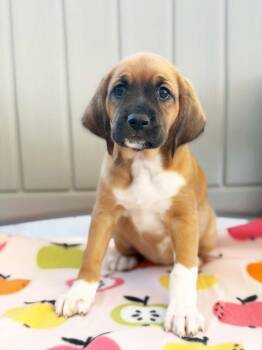 Apple Litter - Sweet Tango -  Bloodhound and Mixed Breed Dog for Adoption in Savage, Minnesota - Apple Litter - Sweet Tango | PetCurious