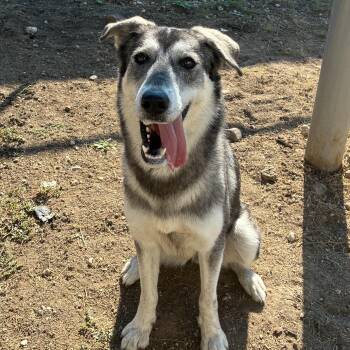 Rescue Husky Dogs for Adoption in Converse, Texas - Mello | PetCurious