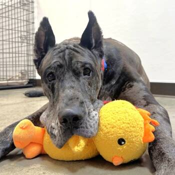 Rescue Great Dane and Mixed Breed Dogs for Adoption - Moose | PetCurious