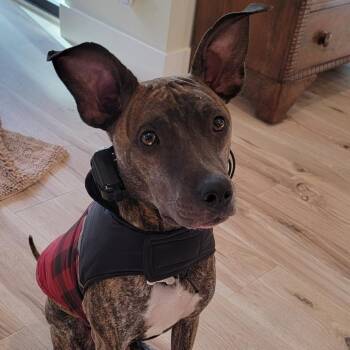 Manny -  Mixed Breed Dog for Adoption in Bend, Oregon - Manny | PetCurious