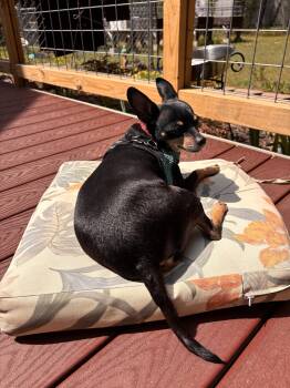 Miniature Pinscher Dogs Available for Adoption in Holland, Michigan - Dober | PetCurious