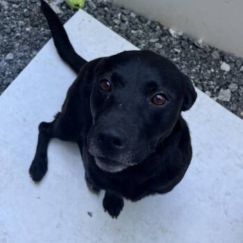 Mini -  Black Labrador Retriever and Mixed Breed Dog for Adoption in Franklin, North Carolina - Mini | PetCurious