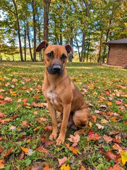 Nala (Momma dog with Sierra) -  Hound Dog for Adoption in Lewis Center, Ohio - Nala (Momma Dog With Sierra) | PetCurious