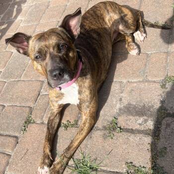 Rescue American Staffordshire Terrier Dogs for Adoption in Longview, Texas - Bella | PetCurious