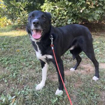 Rescue Border Collie Dogs for Adoption in Phoenixville, Pennsylvania - Poptart | PetCurious