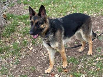 German Shepherd Dog Dogs Available for Adoption in Albuquerque, New Mexico - Daisy | PetCurious