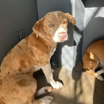 Mr Darcy -  Hound and Catahoula Leopard Dog Dog for Adoption in Austin, Texas - Mr Darcy | PetCurious