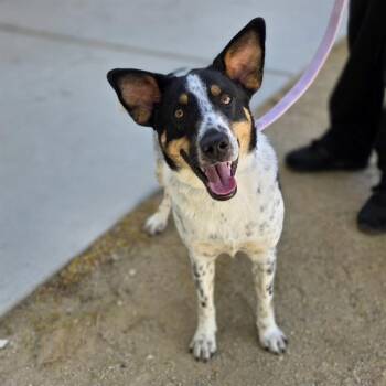 Australian Cattle Dog Blue Heeler and Mixed Breed Dogs Available for Adoption in Las Vegas, Nevada - TERRY | PetCurious