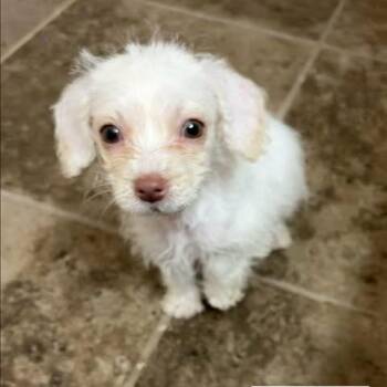 Hallie -  Terrier and Mixed Breed Dog for Adoption in Alma, Wisconsin - Hallie | PetCurious