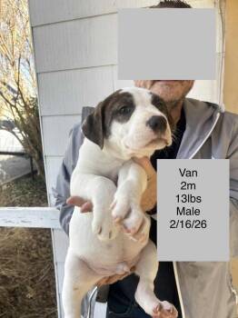 Pit Bull Terrier Dogs Available for Adoption - Van | PetCurious