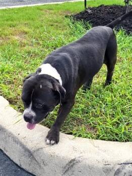 OSO 1 -  American Staffordshire Terrier Dog for Adoption in San Antonio, Texas - OSO 1 | PetCurious